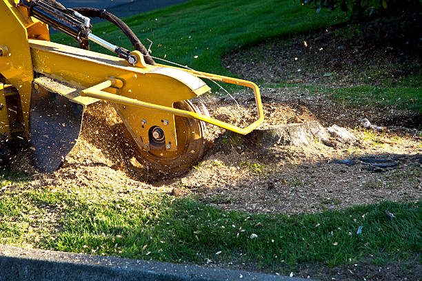 Emergency Storm Tree Removal in Jonesville, VA